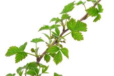 Young Branch Raspberries Stock Photos Young Branch Raspberries Stock Photos