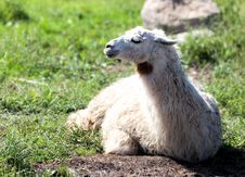 Lama Royalty Free Stock Image Lama Royalty Free Stock Image