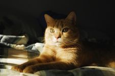 Cat Looking Out Of The Shadows Royalty Free Stock Photos Cat Looking Out Of The Shadows Royalty Free Stock Photos