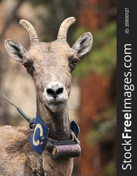 The National Park Service tracks many animals by the use of radio collars. These collars let the NPS track the animals and their habitats, patterns, health, and other scientific information. Bighorn Sheep are common along Browns Canyon of the Arkansas River. The National Park Service tracks many animals by the use of radio collars. These collars let the NPS track the animals and their habitats, patterns, health, and other scientific information. Bighorn Sheep are common along Browns Canyon of the Arkansas River.