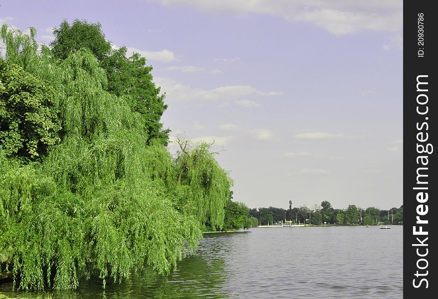 Beautiful willow at the edge of of the lake in a sunny day. Beautiful willow at the edge of of the lake in a sunny day