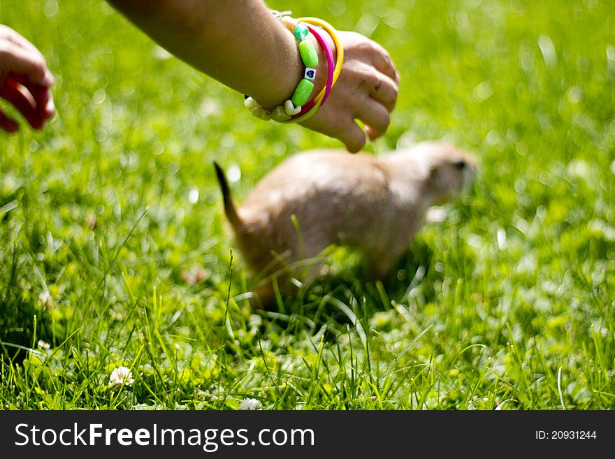 A young boy chases his pet prairie dog. A young boy chases his pet prairie dog