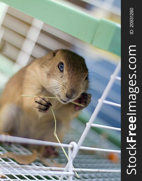 A young prairie dog pup eating some timothy hay