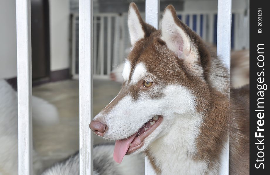 Siberian Husky in the cage