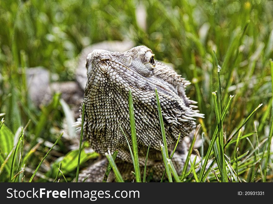 Pet bearded dragon hanging out in the grass