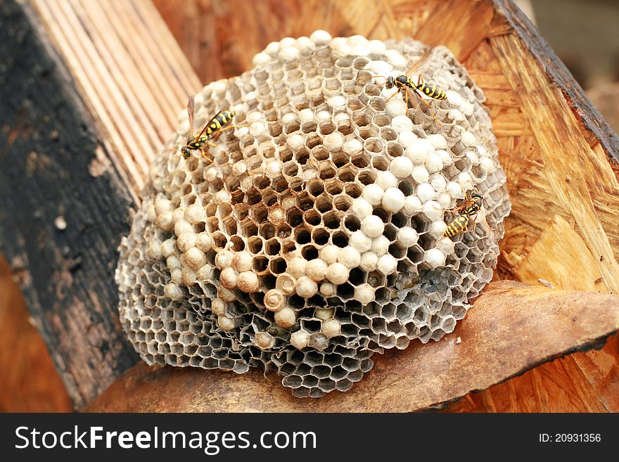 Several bees in the hive. Several bees in the hive