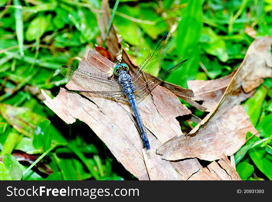 This is a closed image of another species of dragonflies. it is fond to show itself where there is a prospect of water around. it usually outstretched its transparent wings while the insect is at rest. it is resting on a scrape dead leaf. This is a closed image of another species of dragonflies. it is fond to show itself where there is a prospect of water around. it usually outstretched its transparent wings while the insect is at rest. it is resting on a scrape dead leaf.