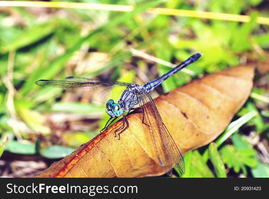 A dragonfly is an invertebrate exoskeleton insect. it has a pair of large compound-eyes on its head, transparent and membranous wings, jointed-legs on the thorax and a long slender, segmented-abdomen. it is resting on a dead leaf. A dragonfly is an invertebrate exoskeleton insect. it has a pair of large compound-eyes on its head, transparent and membranous wings, jointed-legs on the thorax and a long slender, segmented-abdomen. it is resting on a dead leaf.