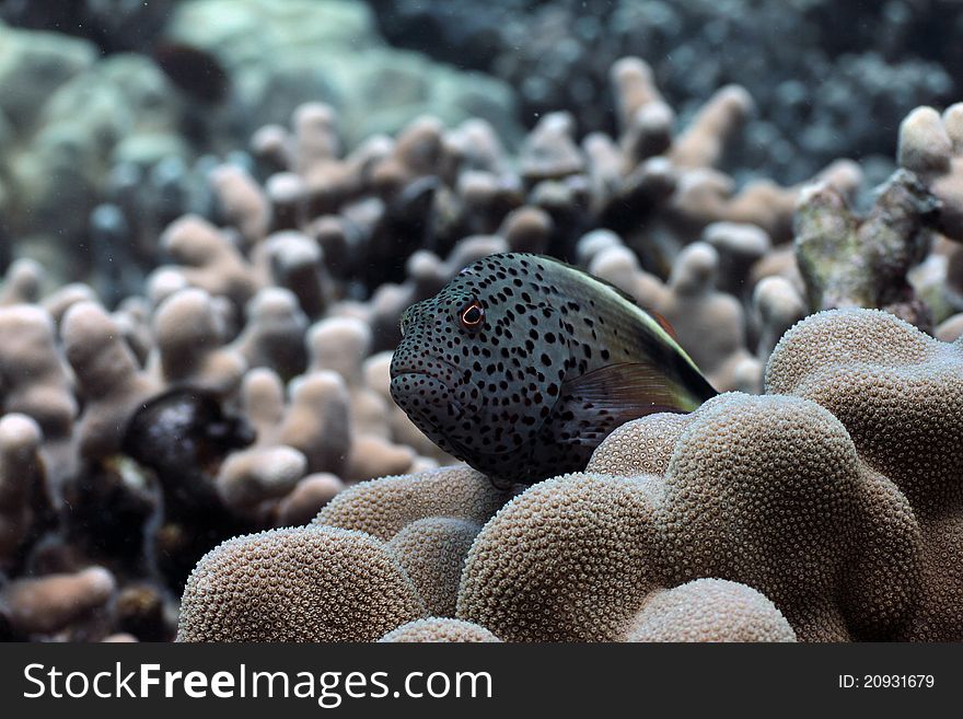This is a picture of a Blackside Hawkfish perched on some lobe coral. The shot was taken on the Big Island of Hawaii.