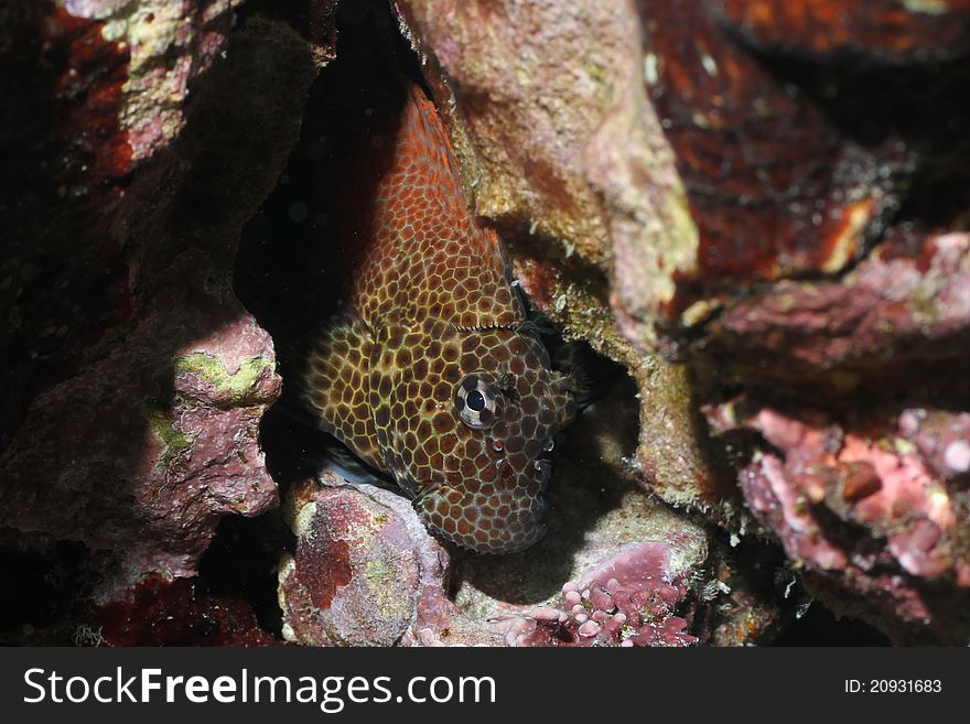 This is a picture of a Spotted Coral Blenny hiding in some coral. The shot was taken on the Big Island of Hawaii.