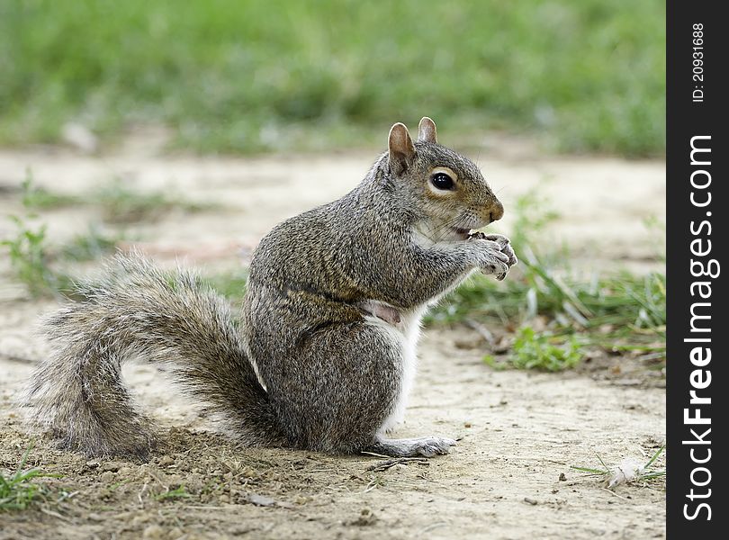 A Squirrel In The Park