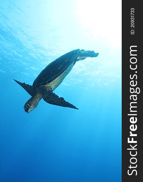 This is a picture of a Hawaiian Green Sea Turtle diving against the open blue water. The shot was taken on the Big Island of Hawaii.