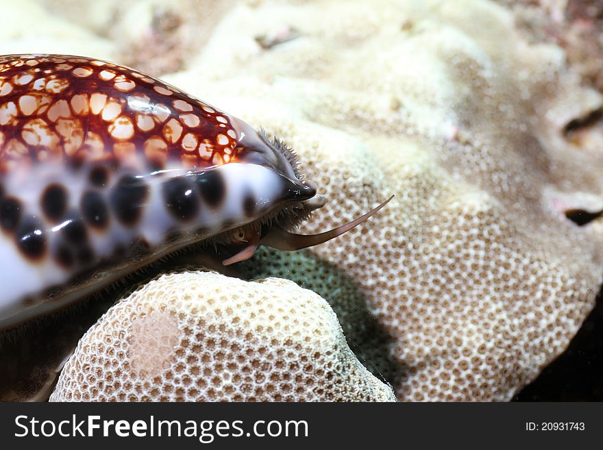 This is a picture of a Reticulated Cowrie crawling across some lobe coral. The picture was taken on the Big Island of Hawaii.