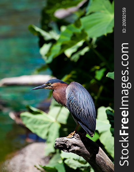 Green Heron standing on tree branch. Green Heron standing on tree branch