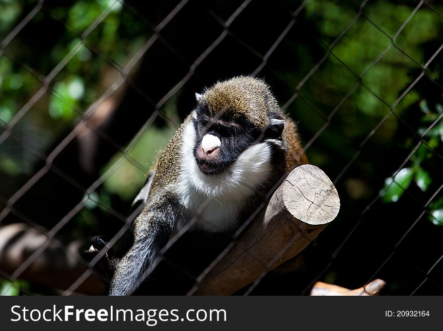 The monkey behind the cage in the zoo