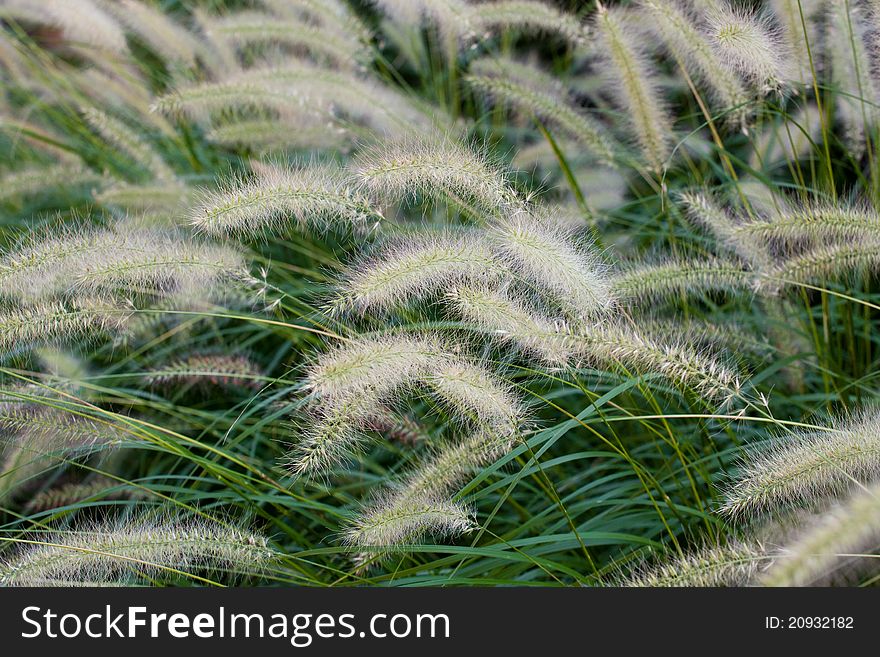 Background of the white grass flowers