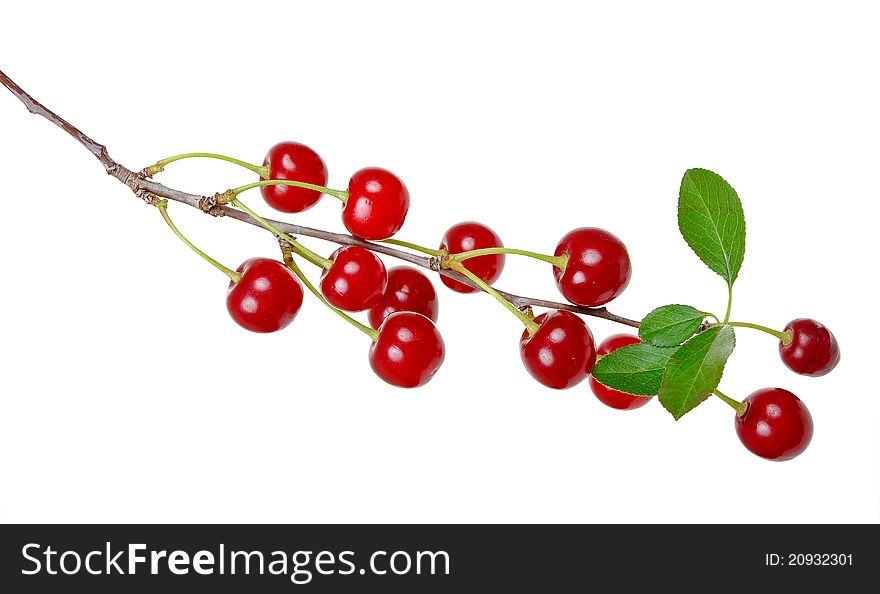 Branch of ripe cherries on white