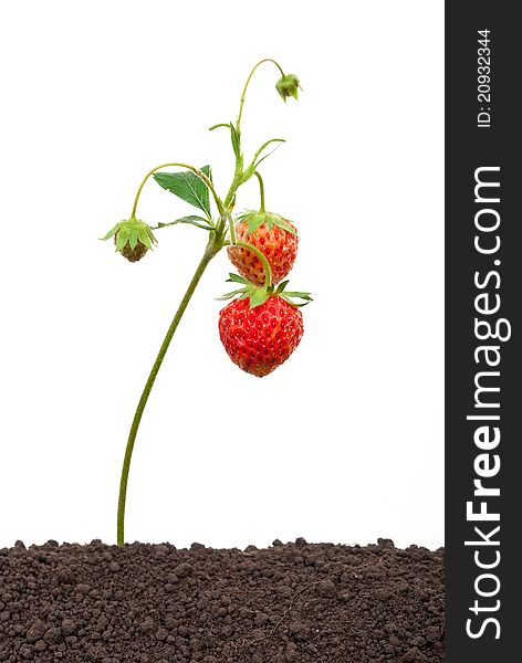 Strawberry growing out of the soil on white