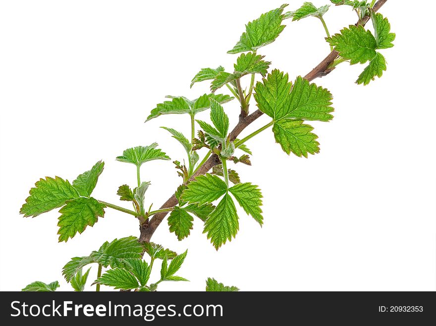 Young branch raspberries on white