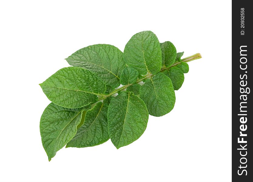 Potato Leaf