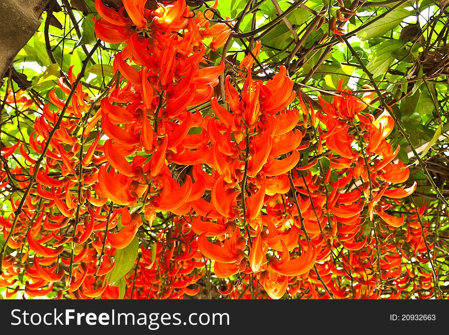 Newguinea Creeper,Tropical Flower,Thailand.