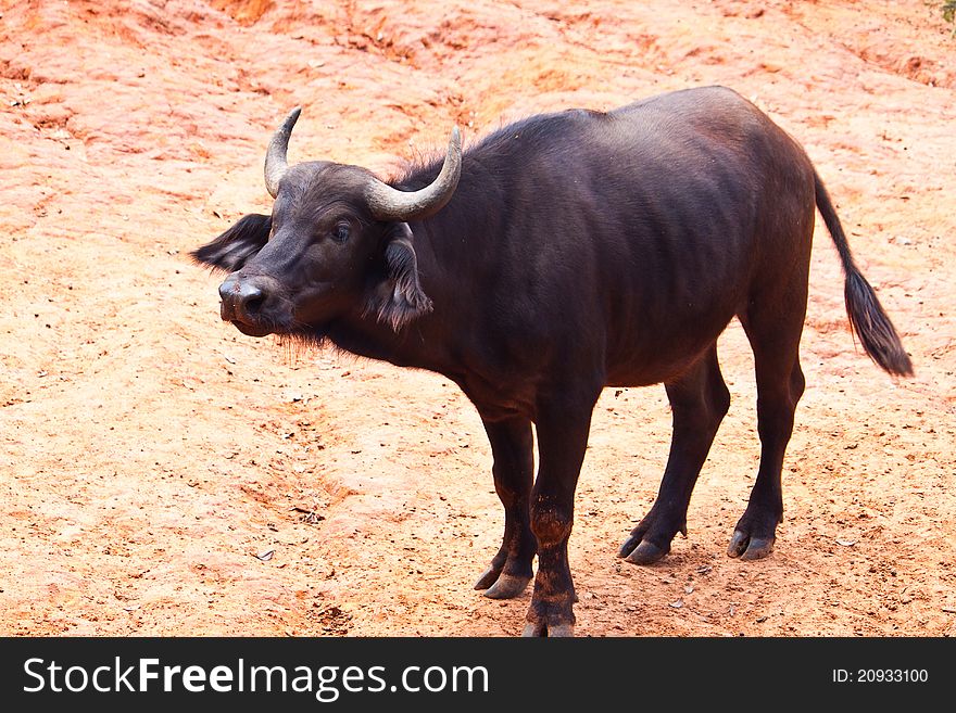 African Baffalo