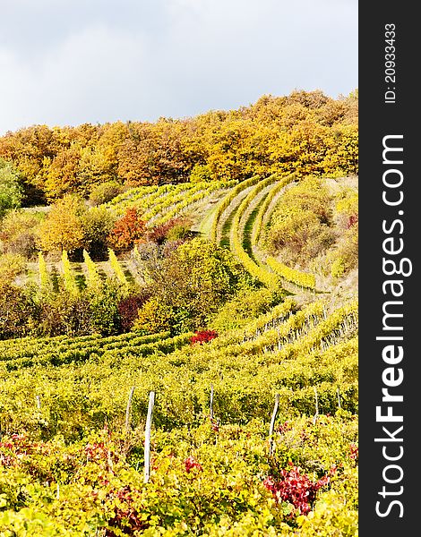 Autumnal vineyards in Retz region, Lower Austria, Austria