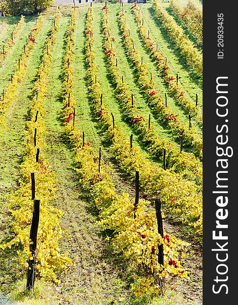 Autumnal vineyards in Retz region, Lower Austria, Austria