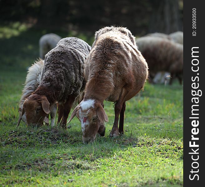 Many sheep in green pastures in the summer. Many sheep in green pastures in the summer