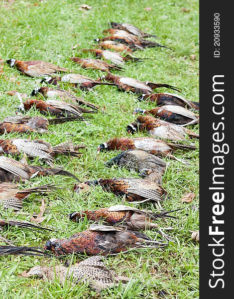 Still life of excludes of caught pheasants