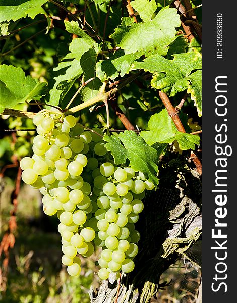 Grapevine in vineyard in Alsace, France