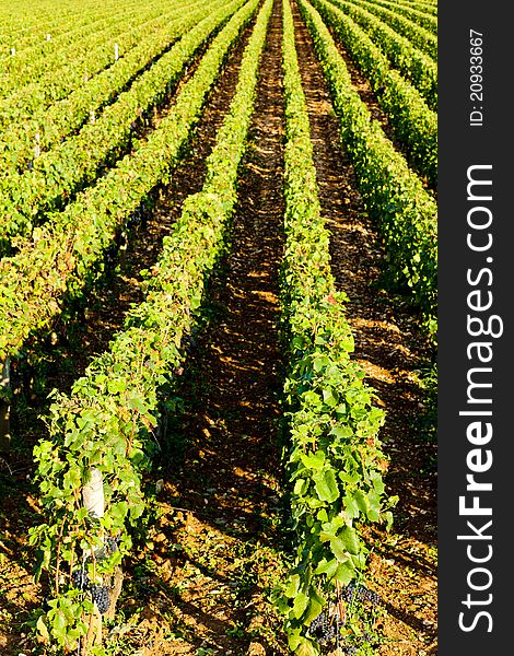 Vineyard of Burgundy in France. Vineyard of Burgundy in France