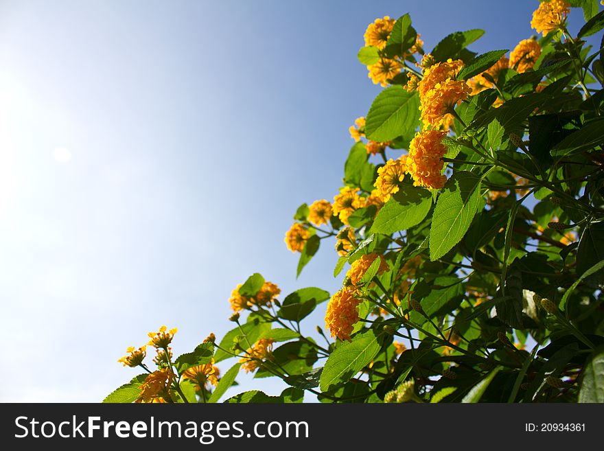 Beautiful Yellow Flowers.