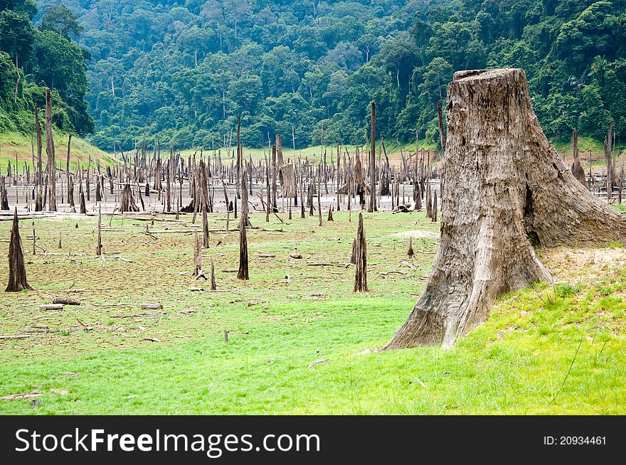 A picture of beautiful natural forest wood tree