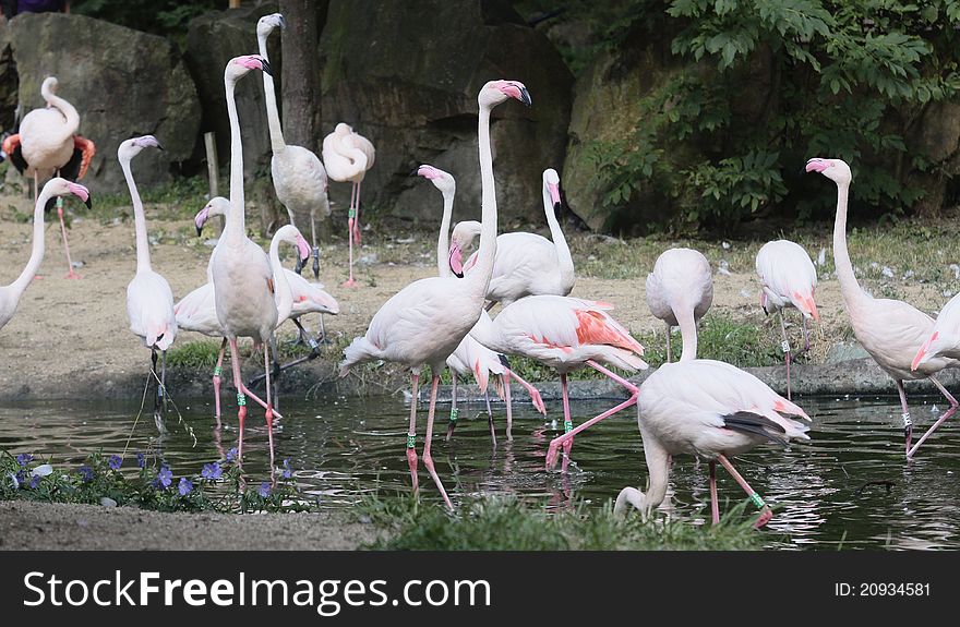 Pack of flamingos on the water