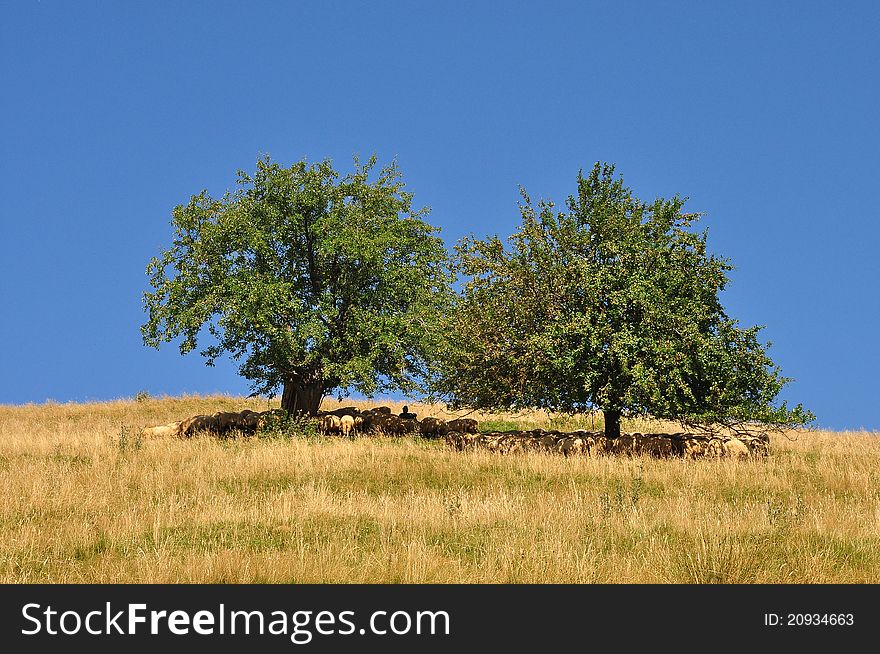 A few sheeps hiding in a sunny day in Carpatian Mountains. A few sheeps hiding in a sunny day in Carpatian Mountains