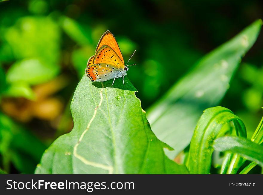 A butterfly on the green leaf, orange butterfly