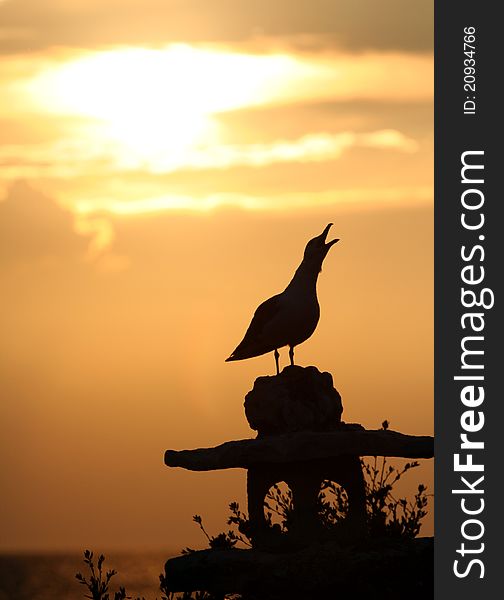 Seagull at sunset