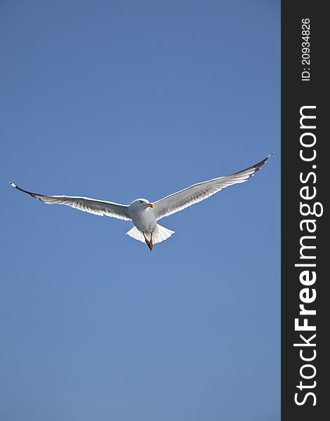 Seagull in flight against blue sky. Seagull in flight against blue sky