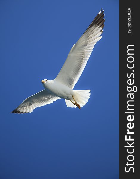 Seagull in flight against blue sky. Seagull in flight against blue sky