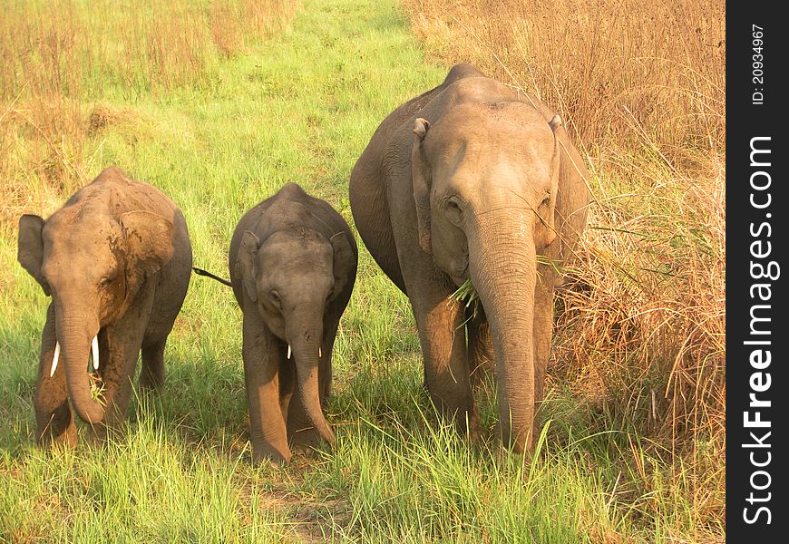 Mother with Baby Elephant