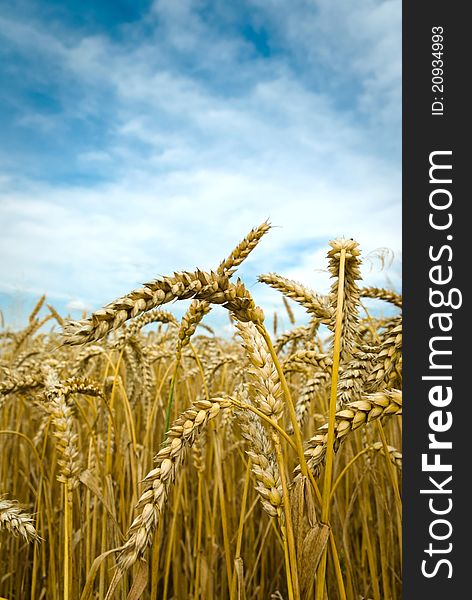 Field of golden wheat and blue sky, agricultural field