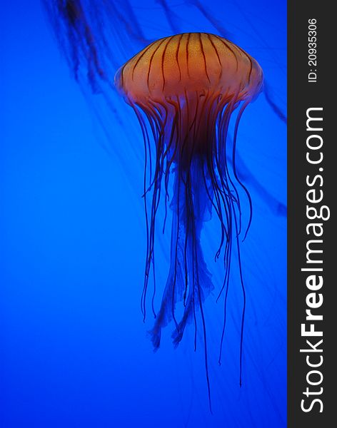 Jellyfish In Georgia Aquarium, Atlanta