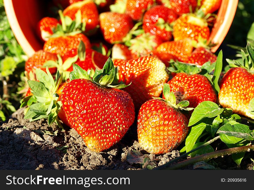 A lot of juicy fresh strawberry