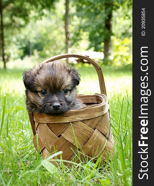 Puppy in the basket on the summer grass background