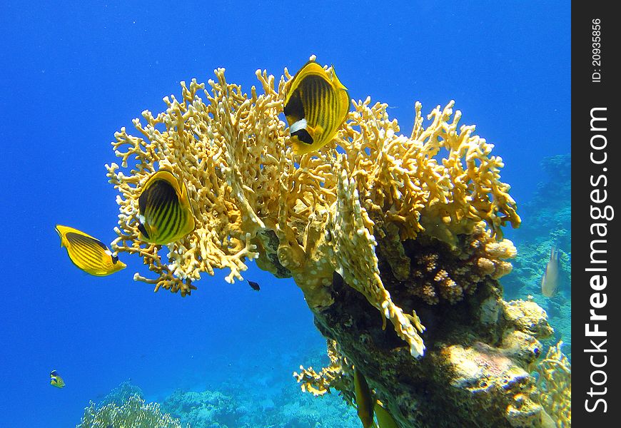 Coral And Butterfly Fishes