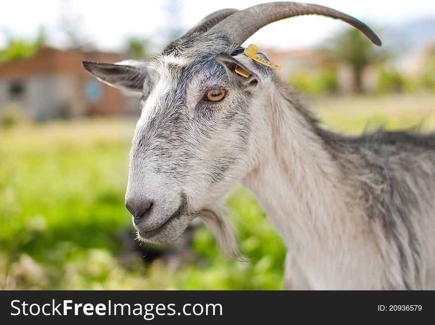 Portrait of gray domestic goat with badge on ear grazing on summer pasture. Portrait of gray domestic goat with badge on ear grazing on summer pasture