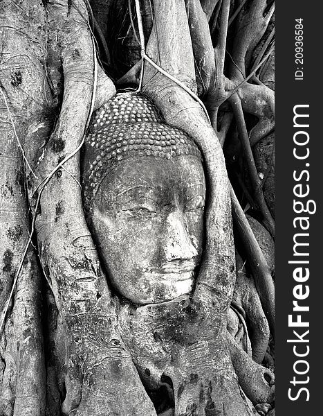 Buddha head wrapped in tree roots at Wat Mahathat, Ayutthaya historical park, Thailand. UNESCO World Heritage Site. Buddha head wrapped in tree roots at Wat Mahathat, Ayutthaya historical park, Thailand. UNESCO World Heritage Site.