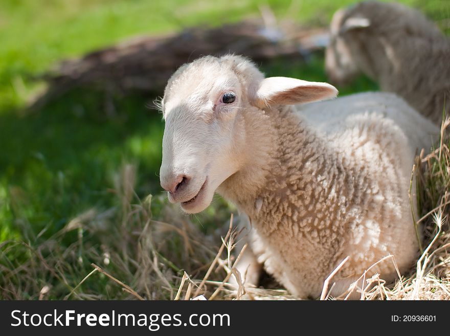 Gray sheep in pasture shade
