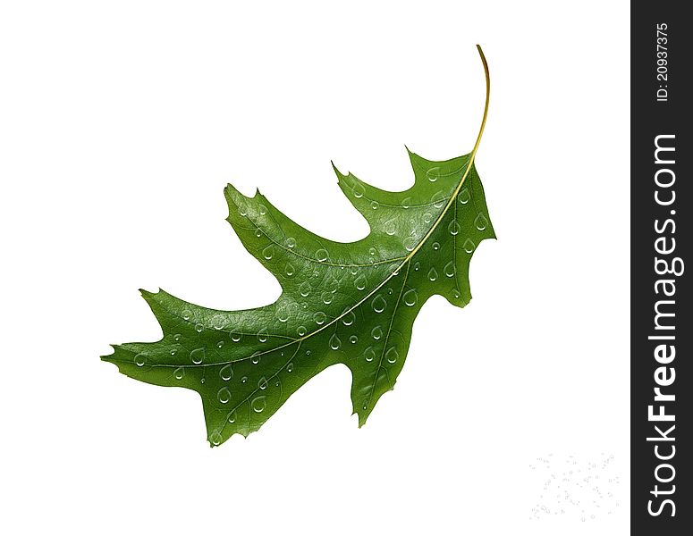 A leaf on a white background. A leaf on a white background